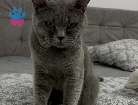 British Longhair 2 Yaşında Eş Arıyor
