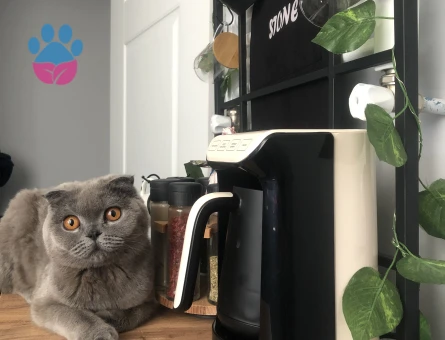 Güzel kızıma yakışıklı damat arıyorum(tıraşlı hali şuan güncel )