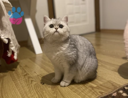British Shorthair Kedime Eş Arıyorum
