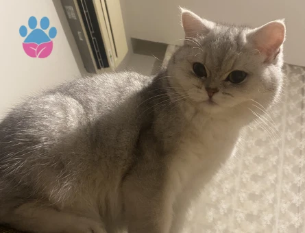 British Shorthair Kedime Eş Arıyorum
