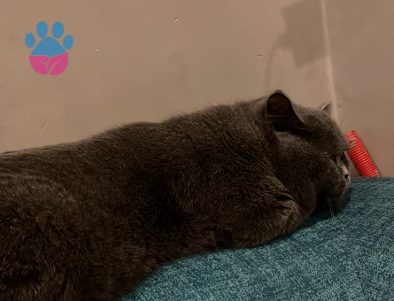 British Shorthair 1,5 Yaşında Gelin Adayı Arıyorum
