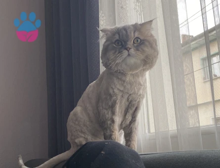Scottish Longhair Kedim 1 Yaşında Kedim Eş Arıyor