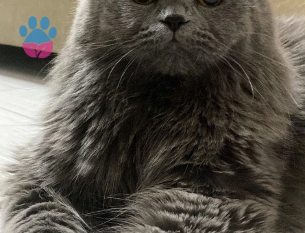 British Shorthair Kuzey Oğluma Eş Arıyorum