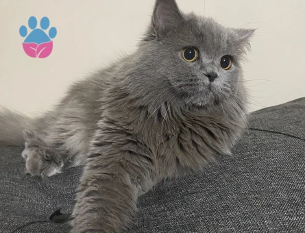 British Shorthair Kuzey Oğluma Eş Arıyorum