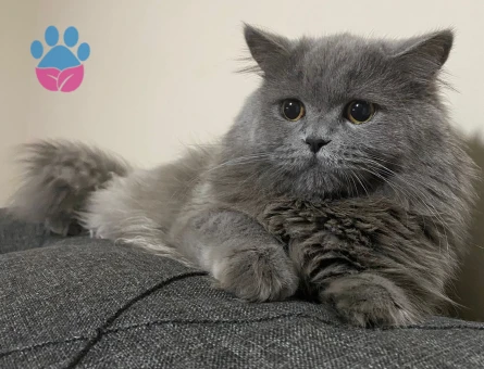 British Shorthair Kuzey Oğluma Eş Arıyorum