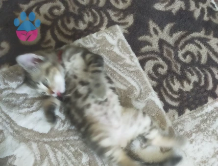 British Shorthair 1 Yaşında Dişi Kızgınlıkta