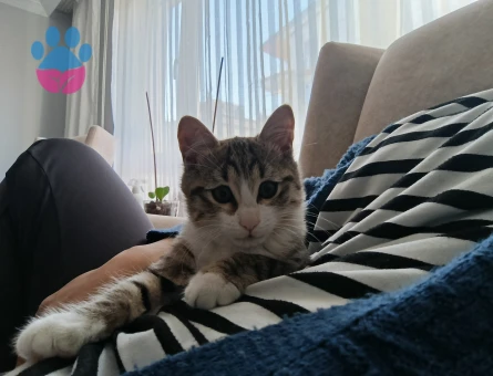 Tekir Kedime Eş Arıyorum 1 Yaşında