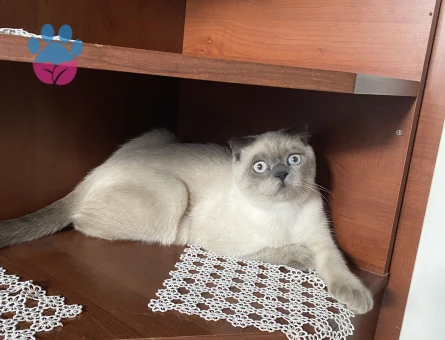 Dönemi geldiği için eş arıyorum