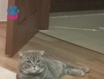 Kızgınlıktaki erkek kedimize dişi arıyoruz