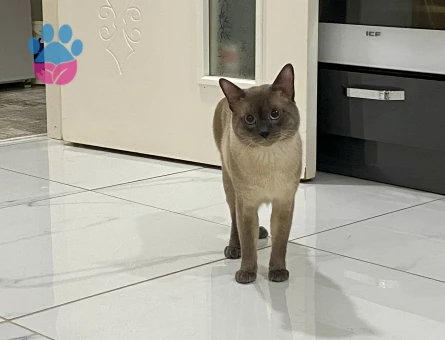 Bluepoint Siyam Erkek Kedime Eş Arıyorum