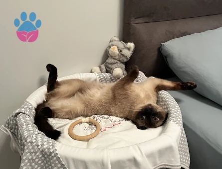 Siyam Kızıma damat adayı arıyorum.