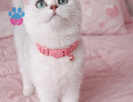 British Shorthair kızımıza eş arıyoruz