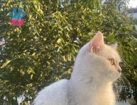 British Shorthair kızımıza eş arıyoruz