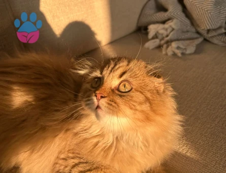 Yakışıklı Kardeşlere Dişi Eşler Arıyoruz!