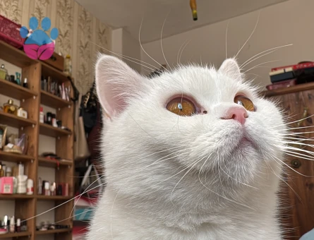 British Longhair Dişi Kedime Eş Arıyorum