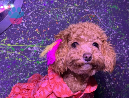 Toy Poodle Kızımız İçin Erkek Eş Arıyoruz