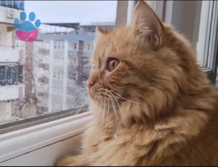 Sarman Kedime Eş Arıyorum 8 Aylık