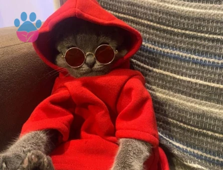 Scottish fold kedime eş arıyorum