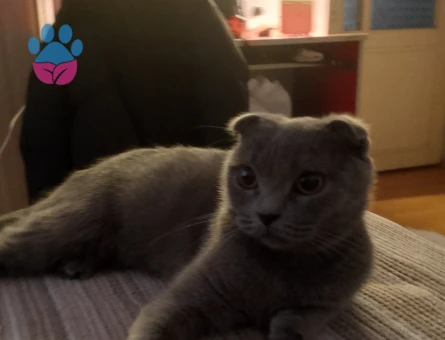 Scottish fold kedime eş arıyorum