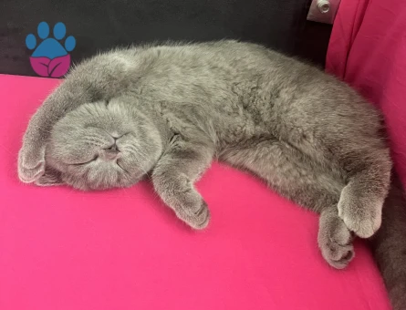Scotish Fold Dişi Kedime Eş Arıyorum