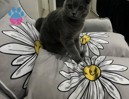 Scotish Fold Dişi Kedime Eş Arıyorum