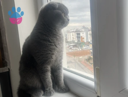 Scotish Fold Dişi Kedime Eş Arıyorum