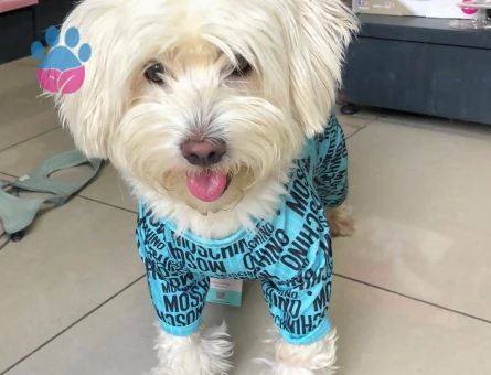 Maltese Terrier Oğlum Eş Arıyor