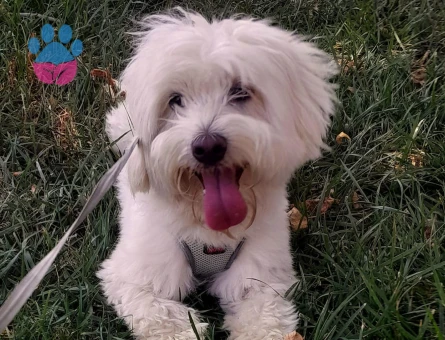 Maltese Terrier Oğlum Eş Arıyor