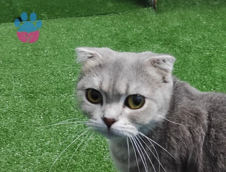 Scottish Fold Kedime Eş Arıyorum