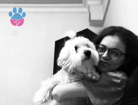 Maltese terrier 4 Yaşında Eş Arıyor