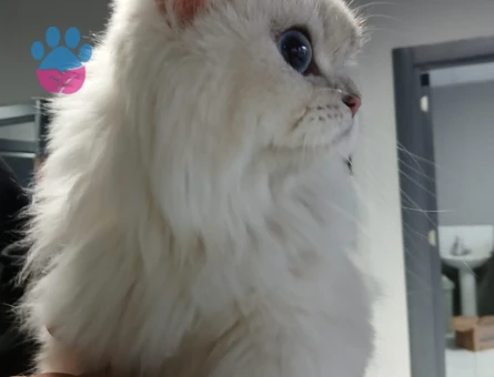 British Longhair 1,5 Yaşında Eş Arıyor