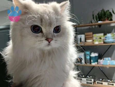 British Longhair 1,5 Yaşında Eş Arıyor