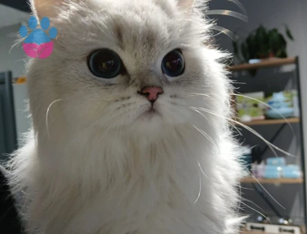 British Longhair 1,5 Yaşında Eş Arıyor