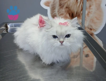 British Longhair 1,5 Yaşında Eş Arıyor