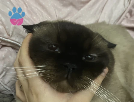 British Bluepoint shorthair Oğlumuza Gelin arıyoruz