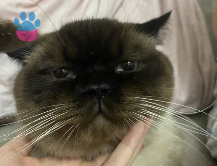 British Bluepoint shorthair Oğlumuza Gelin arıyoruz