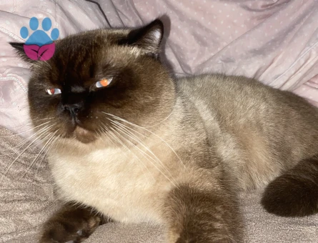 British Bluepoint shorthair Oğlumuza Gelin arıyoruz