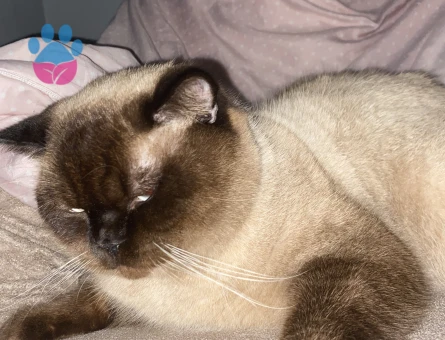 British Bluepoint shorthair Oğlumuza Gelin arıyoruz