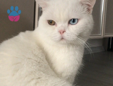 British Shorthair 2 Yaşında Eş Arıyor