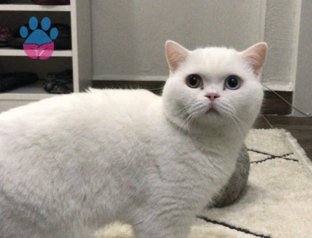 British Shorthair 2 Yaşında Eş Arıyor