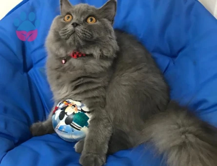 British Longhair Kızımıza Damat Arıyoruz