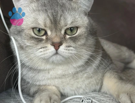 British Shorthair Kedime eş arıyorum