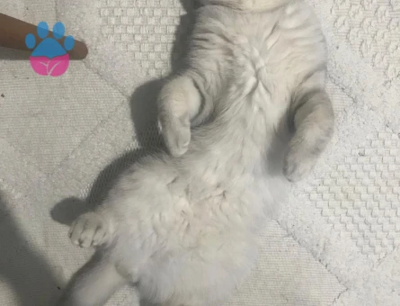 British Shorthair Kedime eş arıyorum