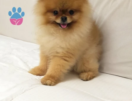 Pomeranian Boo 6 Yaşında Eş Arıyor