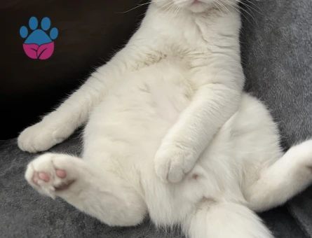 British Shorthair 1 Yaşında Eş Arıyor