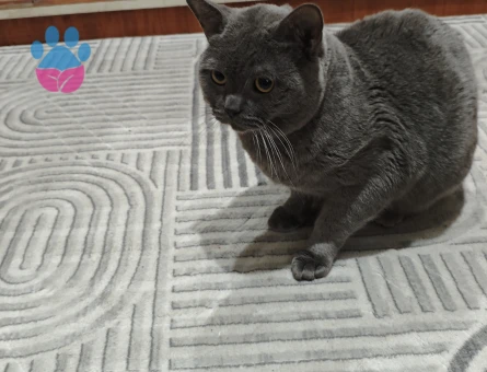 Oğluma dişi eş arıyorum