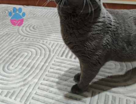 Oğluma dişi eş arıyorum