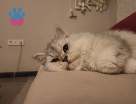 Dişi kedime eş arıyorum