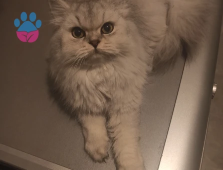 Dişi kedime eş arıyorum