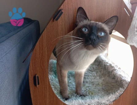 Siyam Dişi eş arıyorum